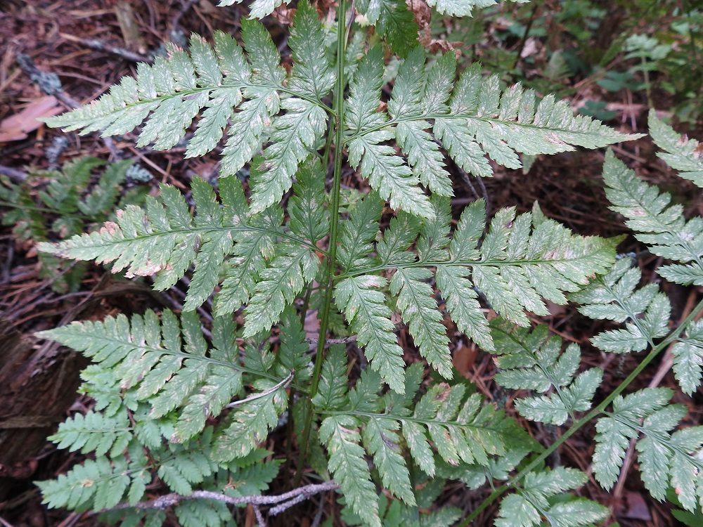 Dryopteris dilatata x expansa - etelänalvejuuri x isoalvejuuri. Nämä läheiset alvejuurilajit voivat myös risteytyä keskenään yhteisillä kasvupaikoilla. Risteymä on kaikin tavoin välimuotoinen. Sen alimmaisten sivulehdyköiden ensimmäinen, alapuolinen pikkulehdykkä on pituudeltaan yleensä vähemmän kuin puolet mutta enemmän kuin kolmasosa koko sivulehdykän pituudesta. Etelänalvejuuren lehdet talvehtivat, mutta kuvan ottamisen aikoihin, elokuun lopulla, paikalla olevien isoalvejuurien lehdet olivat jo pitkälle lakastuneet ja maata pitkin. Risteymässä näkyy lakastuvalehtisen isoalvejuuren vaikutus lehdyköiden alkavana ränsistymisenä. U, Helsinki, Pohjois-Haaga, Runar Schildtin puisto, sekametsäpohjainen puistolaakso, 26.8.2018. Copyright Hannu Kämäräinen.