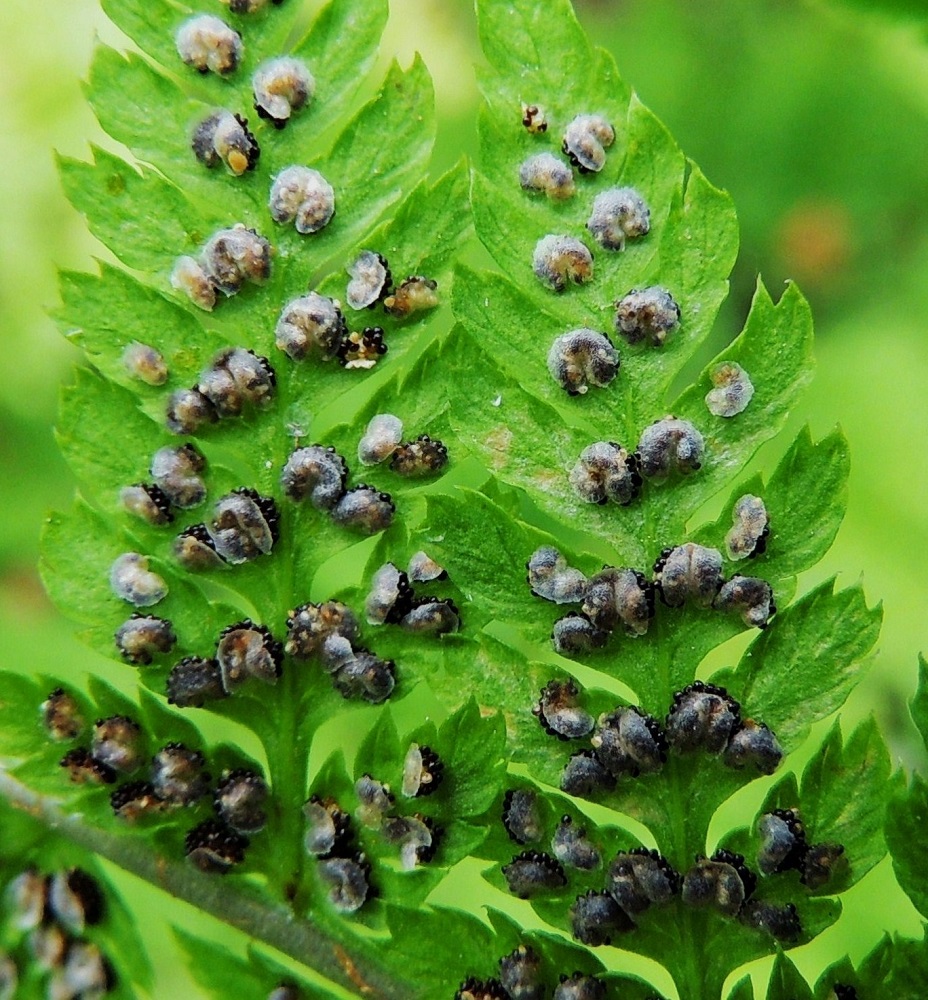 Dryopteris expansa - isoalvejuuren itiöpesäkeryhmät ovat pyöreitä ja läpimitaltaan enimmillään noin 1 mm. Niitä suojaavat katesuomut ovat harmaita, kaljuja tai reunoiltaan nystykarvaisia ja pyöreähkön munuaismaisia. Itiöpesäkkeiden kypsyessä ruskeiksi suomun laidat irtoavat ja se kuihtuessaan lopulta karisee. St, Pori, Reposaari, Junnilanjärven kaakkoispään rantametsikön laide, 14.7.2014. Copyright Hannu Kämäräinen.