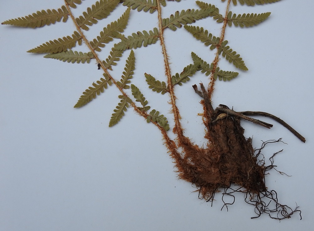 Dryopteris filix-mas - kivikkoalvejuuren maavarsi on lyhyt, juurehtiva ja vanhojen, tiheästi suomuisten lehdentyvien peittämä (näytteessä on vain maavarren pieni kulma). Saniainen sisältää filisiini-nimistä. Sen maavarresta on aikoinaan valmistettu hyvin tehoavaa "alveiden" eli lapa- ja heisimatojen häätölääkettä. Lääkkeen annostelu ja käyttö on täytynyt osata, ettei samalla häädetä myös hoidettavan henkeä. Ruodin tyvi on tiheästi yleensä vaaleanruskeiden, kapeiden ja ripsilaitaisten suomujen peittämä. Suomuja on myös ylempänä ruodilla ja lehden keskirangalla. U, Hanko, keskusta, vesitornin kallio, Vartiovuori, avokallio, 15.7.1993. Kuva näytteestä, copyright Hannu Kämäräinen.