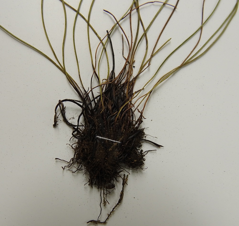 Asplenium septentrionale - liuskaraunioisen maavarsi on lyhyt ja juurehtiva sekä tiheästi vanhojen, lehdentyvien peittämä. Muuten vihreän lehtiruodin tyvi on tummanruskea. V, Salo, Särkisalo, Förby, kalkkikaivosalueen pohjoispuolella, merenrannassa, Karaholman kohdalla oleva, laaja avokallioalue, 22.7.1998. Kuva näytteestä, copyright Hannu Kämäräinen.