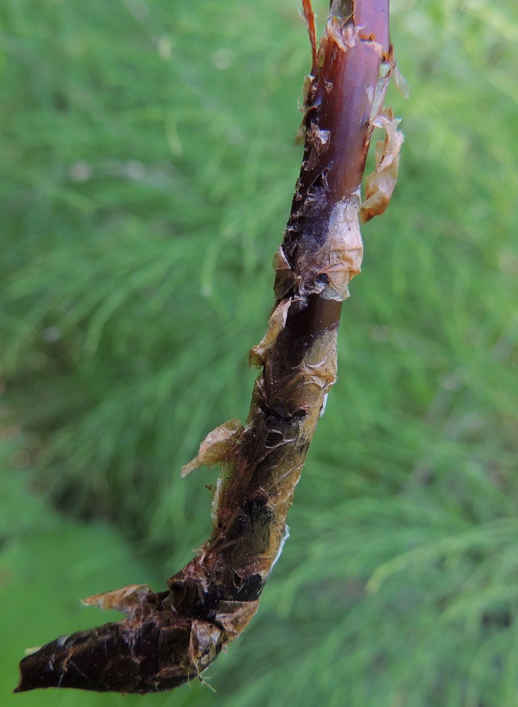 Dryopteris cristata - korpialvejuuren lehtiruodin tyvi on tummanruskea ja tiheästi vaaleanruskeiden suomujen peittämä. EH, Hämeenlinna, Harviala, Katumajärven eteläpään kaakkoispuoli, Vanajanlinnantien varressa, Suonpään tilan eteläpuolella oleva kuusikkokorpi, 26.7.2013. Copyright Hannu Kämäräinen.