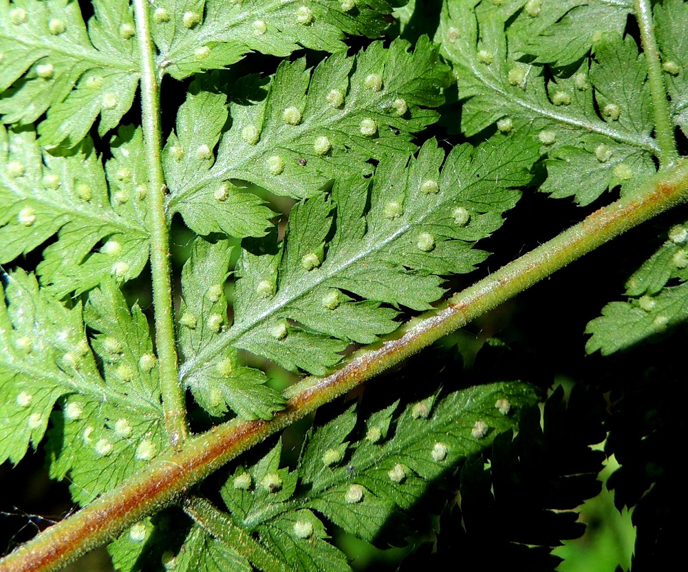 Dryopteris expansa - isoalvejuuren nuorten lehtien keskiranka ja sivulehdyköiden keskiranka ovat tiheästikin lyhyen nystykarvaiset. Nystykarvoja on vaihtelevasti myös lehdyköiden pinnalla, ainakin alapuolella. EH, Tampere, Kaukajärvi, Haihara, Hikivuoren pohjoispuolisen kallioseinämän tyvimetsikkö, luonnonsuojelualue, 21.6.2016. Copyright Hannu Kämäräinen.