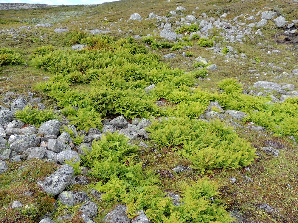 Pseudathyrium alpestre - tunturihiirenporras viihtyy hyvin avoimella ja kivikkoisella paljakalla, kunhan maavarret saavat riittävästi tihkuvaa kosteutta. EnL, Enontekiö, Kilpisjärvi, Mallan luonnonpuisto, Kalottireitin varsi Iso-Mallan kaakkoisella alarinteellä, n. 150 m Mallajávriin laskevasta purosta itään, loiva paljakkarinne, 655 m mpy, 19.7.2013. Copyright Hannu Kämäräinen.