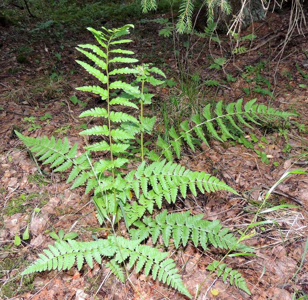 Dryopteris cristata - korpialvejuuri kasvattaa kahdenlaisia lehtiä, itiöpesäkkeellisiä ja itiöpesäkkeettömiä. Itiöpesäkkeelliset lehdet ovat pitempiä, pystyhköjä ja syksyllä lakastuvia. Itiöpesäkkeettömät lehdet ovat lyhyempiä, enemmän tai vähemmän viistoja ja talvehtivia. EH, Hämeenlinna, Harviala, Katumajärven eteläpään kaakkoispuoli, Vanajanlinnantien varressa, Suonpään tilan eteläpuolella oleva kuusikkokorpi, 26.7.2013. Copyright Hannu Kämäräinen.