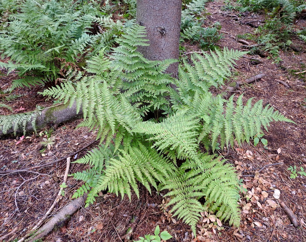 Dryopteris dilatata - etelänalvejuuren noin 40-100 cm pitkät lehdet nousevat maavarresta suppilomaisena, ulospäin kaartuvana ryhmänä. U, Helsinki, Pohjois-Haaga, Runar Schildtin puisto, sekametsäpohjainen puistolaakso, 26.8.2018. Copyright Hannu Kämäräinen.