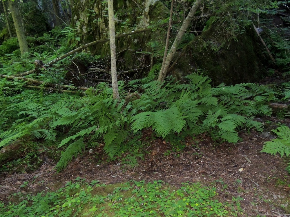 Dryopteris expansa - isoalvejuuri voi kasvaa monenlaisissa metsissä, joissa on riittävästi tuoreutta, kosteutta ja lehtoisuutta. Mielipaikkoja ovat myös kallioseinämien tyvet. EH, Tampere, Kaukajärvi, Haihara, Hikivuoren pohjoispuolisen kallioseinämän tyvimetsikkö, luonnonsuojelualue, 21.6.2016. Copyright Hannu Kämäräinen.
