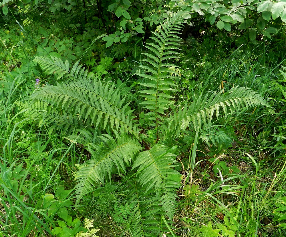 Dryopteris filix-mas - kivikkoalvejuuri voi kasvaa myös kuivahkoissa lehtometsissä. Sen lehdet nousevat maavarresta suppilomaisena kimppuna. Ne ovat tavallisesti noin 25-80 cm pitkiä. PK, Kitee, Papinniemi, Saareke, Käärmekallion luoteispuolen lehtometsä, 11.7.2011. Copyright Hannu Kämäräinen.