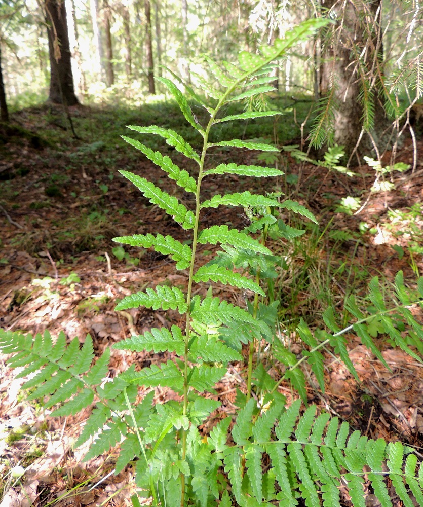 Dryopteris cristata - korpialvejuuren lehdet ovat yleensä kertaalleen parilehdykkäisiä. itiöpesäkkeelliset lehdet ovat tavallisesti noin 40-70 cm pitkiä. Niiden sivulehdykät ovat keskimäärin harvemmassa kuin pienempien itiöpesäkkeettömien lehtien. EH, Hämeenlinna, Harviala, Katumajärven eteläpään kaakkoispuoli, Vanajanlinnantien varressa, Suonpään tilan eteläpuolella oleva kuusikkokorpi, 26.7.2013. Copyright Hannu Kämäräinen.