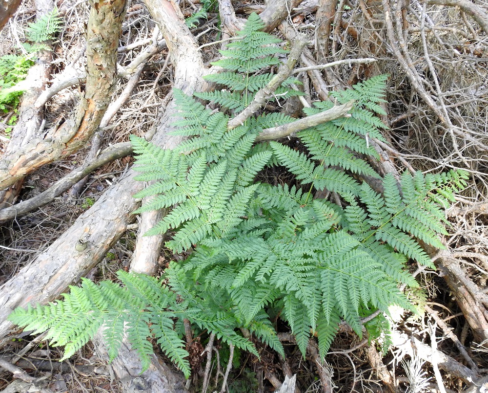 Dryopteris dilatata - etelänalvejuuren lehdet ovat jäykähköt ja talvehtivat, kun taas sen lähilajin, isoalvejuuren, D. expansa, lehdet ovat ohuehkot ja syksyllä lakastuvat. Kuvausalueen rantametsä oli juuri avohakattu. Siinä vuosikymmeniä viihtynyt, runsas etelänalvejuuren esiintymä oli vain muisto entisestään. Muutamat yksilöt työnsivät vielä lehtiään rydön keskeltä. U, Kirkkonummi, Porkkala, Tullandintien varsi, Gloet-lammen ja kapean Långviken-merenlahden välinen kapea kannas, 27.7.2017. Kuva Copyright Hannu Kämäräinen.