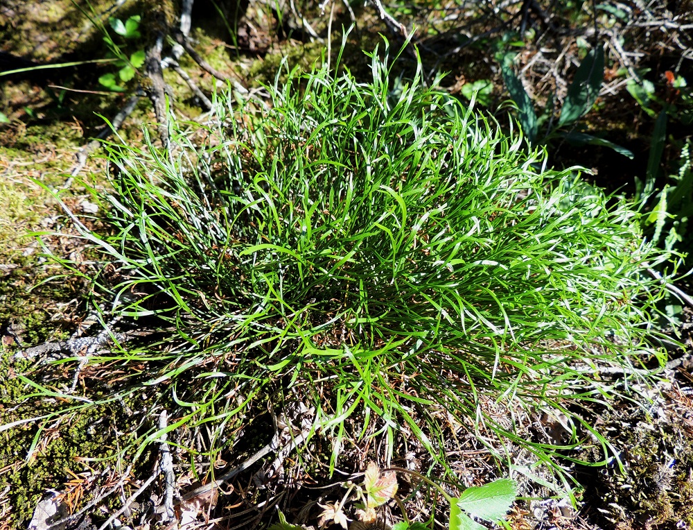Asplenium septentrionale - liuskaraunioisen lehdet ovat tavallisesti noin 5-15 cm pitkät. V, Salo, Särkisalo, Förby, merenrantaan ja venesatamaan päättyvän maantien 1823 länsipää, maantien pohjoispuolelta nouseva kalkkikallioalue, luonnonsuojelualue, 11.7.2014. Copyright Hannu Kämäräinen.