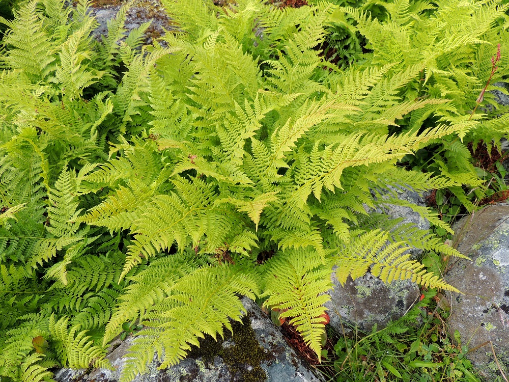 Pseudathyrium alpestre - tunturihiirenportaan lehdet nousevat maavarresta suppilomaisina kimppuina. Ne ovat tavallisesti noin 30-60 cm pitkiä. EnL, Enontekiö, Kilpisjärvi, Mallan luonnonpuisto, Kalottireitin varsi Iso-Mallan kaakkoisella alarinteellä, n. 150 m Mallajávriin laskevasta purosta itään, loiva paljakkarinne, 655 m mpy, 19.7.2013. Copyright Hannu Kämäräinen.