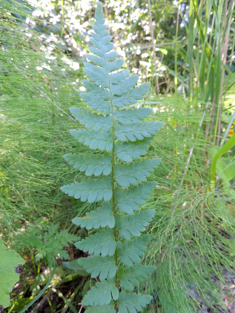 Dryopteris cristata - korpialvejuuren lehtilapa on lähinnä kapean vastapuikea niin, että lavan levein kohta on sen puoliväliä ylempänä. Kuvassa olevan itiöpesäkkeettömän lehden pituus on yleensä noin 20-30 cm. EH, Hämeenlinna, Harviala, Katumajärven eteläpään kaakkoispuoli, Vanajanlinnantien varressa, Suonpään tilan eteläpuolella oleva kuusikkokorpi, 26.7.2013. Copyright Hannu Kämäräinen.