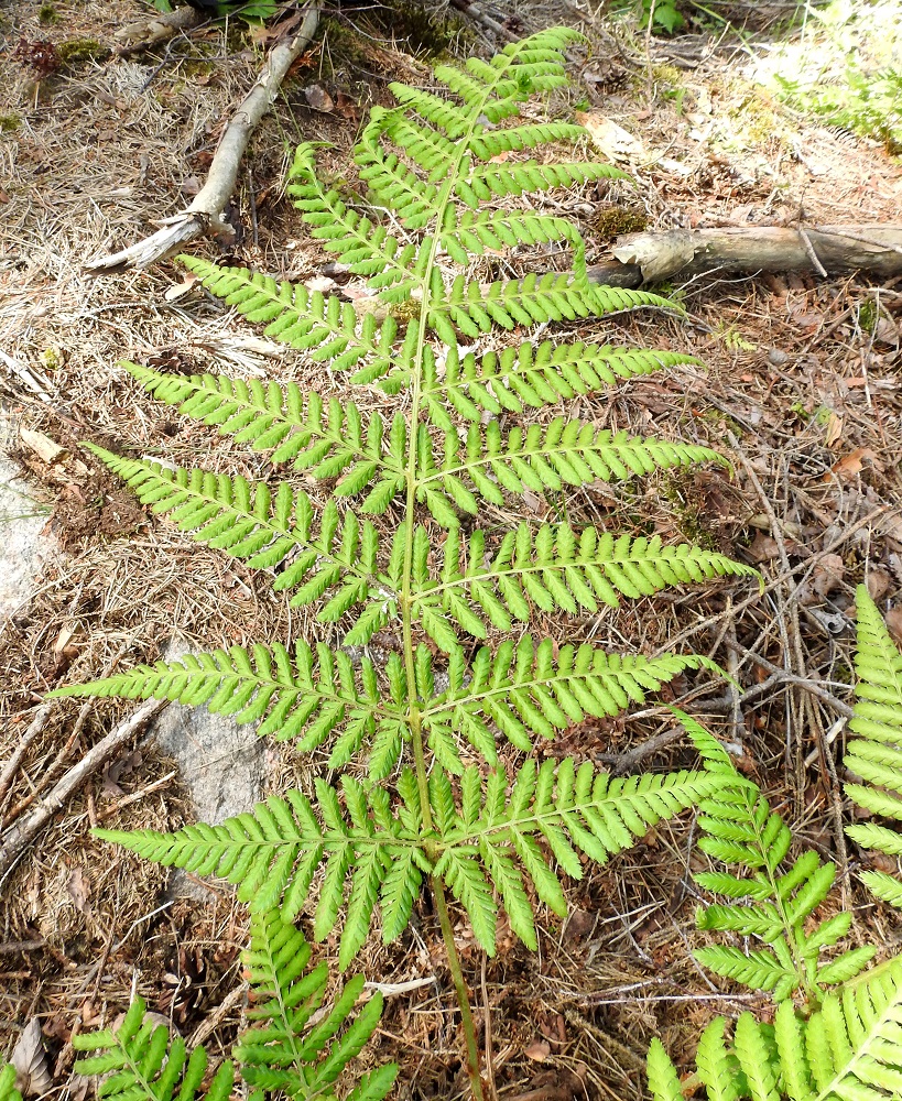 Dryopteris dilatata - etelänalvejuuren lehtilavan sivulehdykät ovat keskirangalla vastakkain tai vuoroittain järjestyksen vaihtuessa samassakin lehdessä. Alimman parin sivulehdykät ovat epäsymmetrisesti kapean kolmiomaiset ja muut parit pitkulaisen kapeanpuikeat tai leveänsuikeat. Lehdet ovat yleensä tummahkonvihreät, mutta avohakkuun vuoksi suoraan aurinkoon jääneiden yksilöiden lehdet ovat poikkeuksellisesti vaaleanvihreitä. U, Kirkkonummi, Porkkala, Tullandintien varsi, Gloet-lammen ja kapean Långviken-merenlahden välinen kapea kannas, 27.7.2017. Kuva Copyright Hannu Kämäräinen.