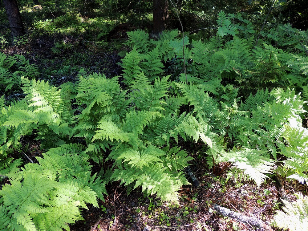 Dryopteris expansa - isoalvejuuri muodostaa usein tiheitä ja laajojakin kasvustoja. Lähilajilla, metsäalvejuurella, D. carthusiana, lehtituppaat ovat useimmiten yksittäin tai harvakseen pitkin kasvualuetta. St, Pori, Reposaari, Junnilanjärven kaakkoispään rantametsikön laide, 14.7.2014. Copyright Hannu Kämäräinen.