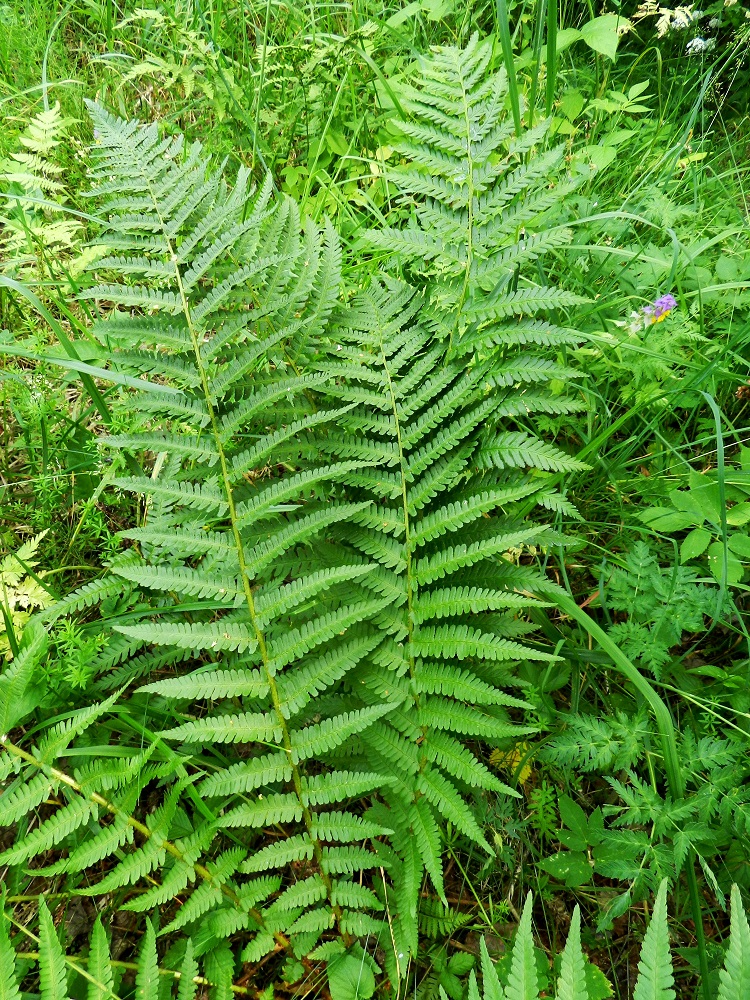 Dryopteris filix-mas - kivikkoalvejuuren lehtilapa on jäykähkö, leveänsuikea tai kapean vastapuikea ja pitkäsuippuisen teräväkärkinen. Sivulehdyköiden pituus ja koko pienenevät tasaisesti sekä lehtilavan kärkeä että tyveä kohti. Kuvan oikeassa laidassa näkyy seuralaisena lehtomaitikka, Melampyrum nemorosum. PK, Kitee, Papinniemi, Saareke, Käärmekallion luoteispuolen lehtometsä, 11.7.2011. Copyright Hannu Kämäräinen.