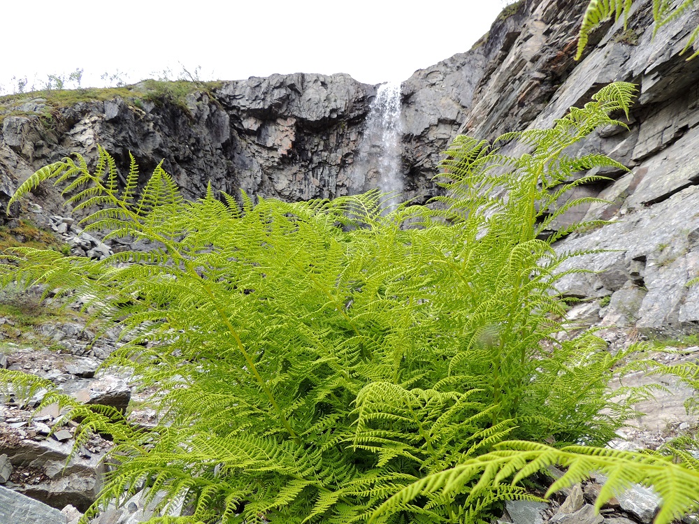 Pseudathyrium alpestre - tunturihiirenportaan kasvupaikaksi näyttää riittävän silkka kalliopintakin, kunhan jostakin kolosta tai halkeamasta löytyy riittävästi tilaa ja maannosta maavarrelle. EnL, Enontekiö, Kilpisjärvi, Mallan luonnonpuisto, Iso-Mallan eteläinen alarinne Kitsijoen Kitsiputouksen juurella, 645-650 m mpy, 19.7.2013. Copyright Hannu Kämäräinen.