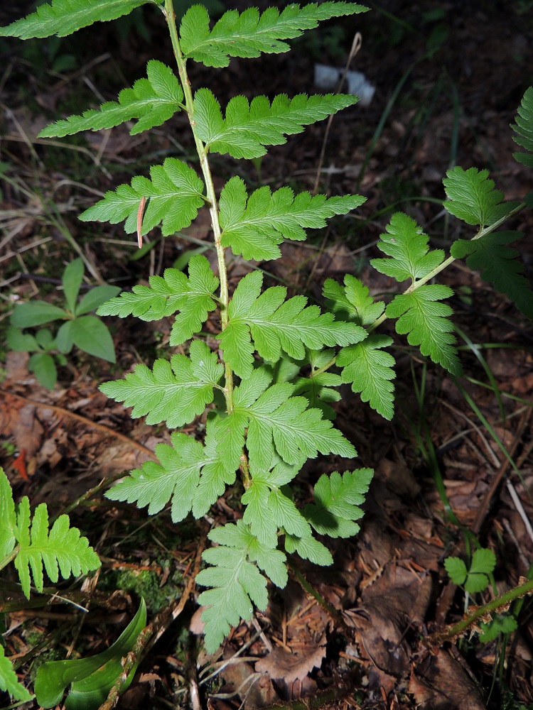 Dryopteris cristata - korpialvejuuren lehtilavan tyviosan sivulehdykät ovat lyhytruotiset, kolmiomaisen puikeat ja tavallisesti noin 3-7 cm pitkät ja tyveltä noin 2-4 cm leveät. Ne ovat pariosaiset sekä kärkiosastaan parijakoiset. EH, Hämeenlinna, Harviala, Katumajärven eteläpään kaakkoispuoli, Vanajanlinnantien varressa, Suonpään tilan eteläpuolella oleva kuusikkokorpi, 26.7.2013. Copyright Hannu Kämäräinen.