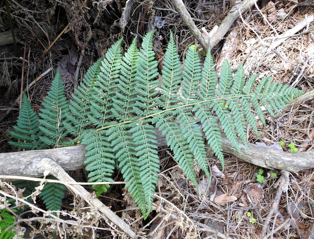 Dryopteris dilatata - etelänalvejuuren lehtilapa on kolmiomaisen puikea, leveähkönpuikea tai lähes pitkänpyöreä ja kolmeen kertaan parilehdykkäinen sekä pitkäsuippuisen teräväkärkinen. Se on tavallisesti noin 25-60 cm pitkä ja leveimmältä kohtaa noin 15-35 cm leveä. U, Kirkkonummi, Porkkala, Tullandintien varsi, Gloet-lammen ja kapean Långviken-merenlahden välinen kapea kannas, 27.7.2017. Kuva Copyright Hannu Kämäräinen.