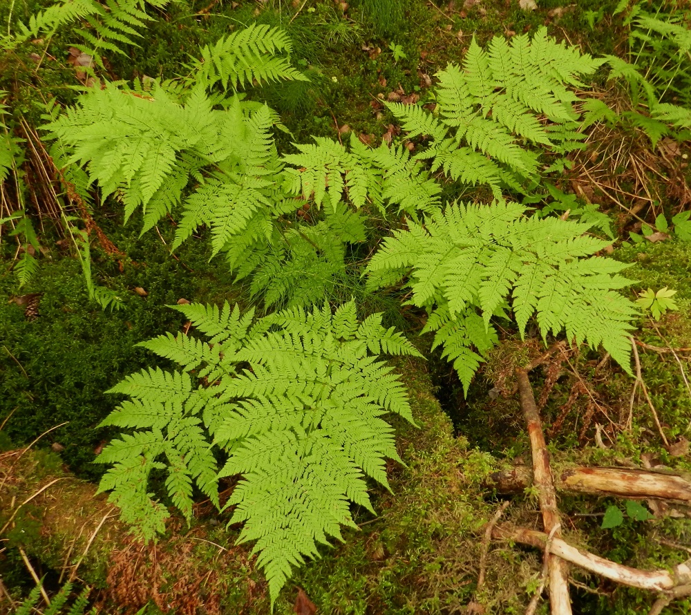 Dryopteris expansa - isoalvejuuren lehdet nousevat maavarresta suppilomaisena, ulospäin kaartuvana ryhmänä. Ne ovat tavallisesti noin 40-100 cm pitkiä ja toisinaan pitempiäkin. Lehtiruoti on noin 0,5-1 kertaa lehtilavan pituinen. Taustalla seuralaisena on soreahiirenporras, Athyrium filix-femina. EH, Hattula, Sattula, Lehmusto, Lehijärven eteläpuolen rantametsä, Lehijärventien varressa, 12.8.2011. Copyright Hannu Kämäräinen.
