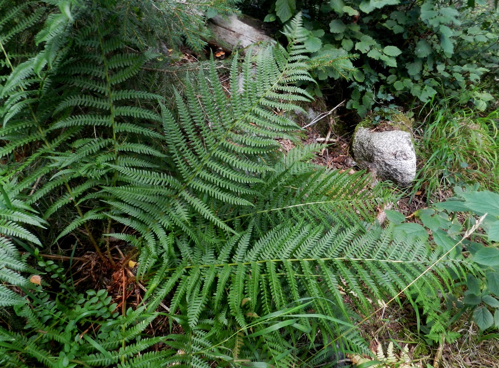 Dryopteris filix-mas - kivikkoalvejuuren lehtilapa on parilehdykkäinen ja tavallisesti noin 20-60 cm pitkä ja leveimmältä kohtaa noin 7-20 cm leveä. Sivulehdykät ovat keskirangalla vastakkain tai vuoroittain järjestyksen vaihtuessa samassakin lehdessä. EH, Hämeenlinna, Aulanko, Aulangonjärven länsiranta, ulkoilumajalta Aulangon-Heikkilän tielle johtavan polun varsi, lehtometsä, 4.9.2011. Copyright Hannu Kämäräinen.