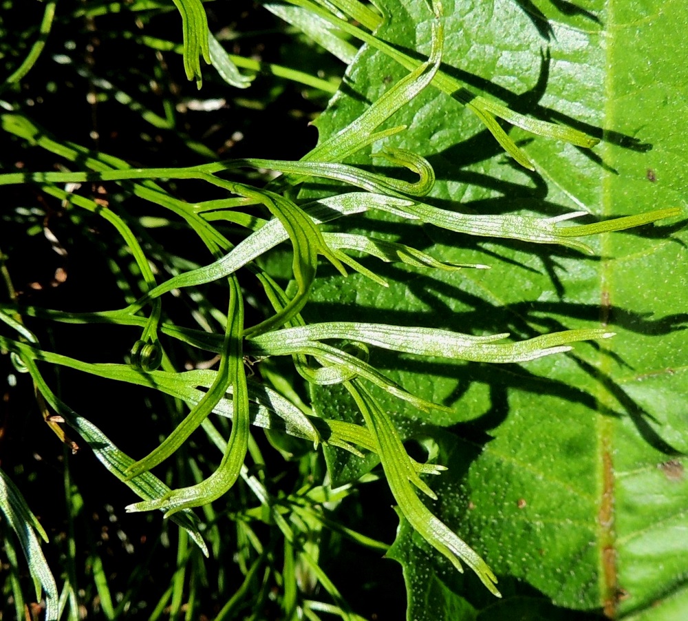 Asplenium septentrionale - liuskaraunioisen lehtilapa on harvakseen ja säännöttömän halkihaaraisesti liuskainen. Se on tavallisesti noin 1,5-4 cm pitkä. Lavassa on niukimmillaan vain 2 vähäistä liuskaa ja runsaimmillaan liuskoja on useita ja ne haaroittuvat toistamiseen, jolloin lapa voi olla noin 2-3,5 cm leveä. V, Salo, Särkisalo, Förby, merenrantaan ja venesatamaan päättyvän maantien 1823 länsipää, maantien pohjoispuolelta nouseva kalkkikallioalue, luonnonsuojelualue, 11.7.2014. Copyright Hannu Kämäräinen.