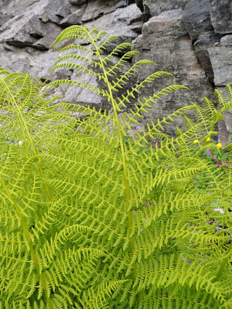Pseudathyrium alpestre - tunturihiirenportaan nuoret lehdet ovat rennot ja päästään kiepin jäljiltä vielä alaspäin taipuneet. Myös pikkulehdyköiden reunat ovat tuolloin alaskiertyneet. EnL, Enontekiö, Kilpisjärvi, Mallan luonnonpuisto, Iso-Mallan eteläinen alarinne Kitsijoen Kitsiputouksen juurella, 645-650 m mpy, 19.7.2013. Copyright Hannu Kämäräinen.