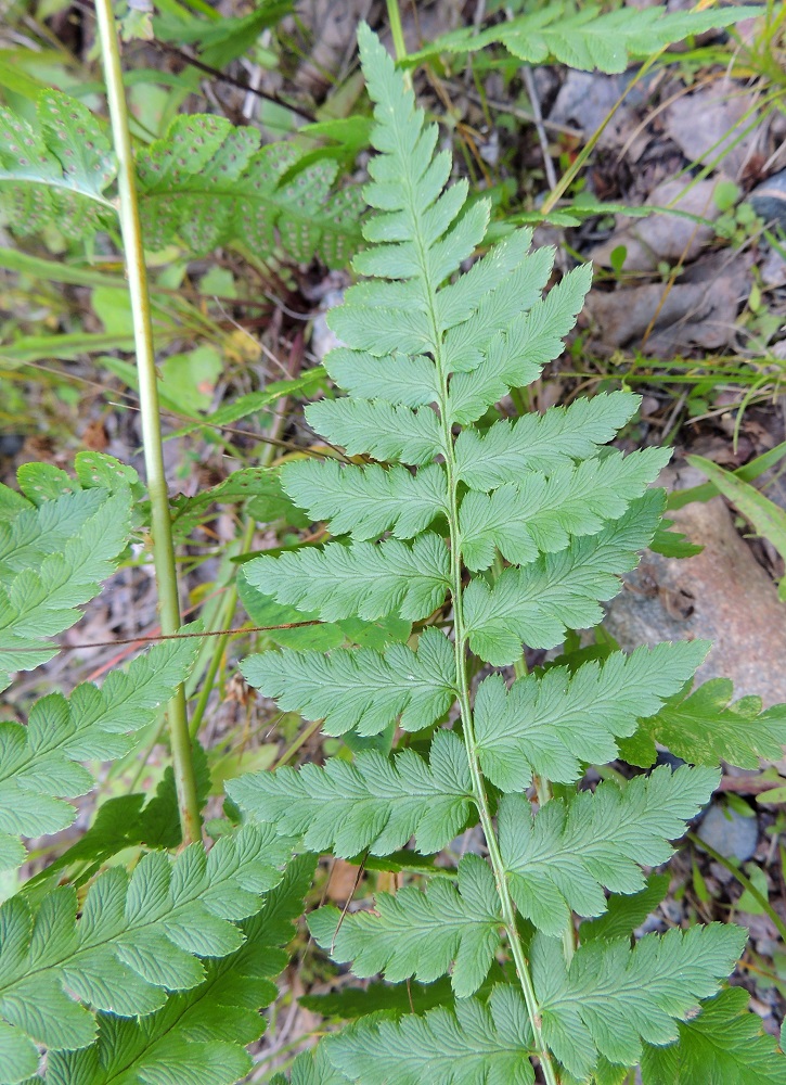 Dryopteris cristata - korpialvejuuren lehtilavan kärkiosassa sivulehdykät ovat kapeanpuikeat ja muuttuvat suippenevassa kärjessä ensin kokonaan parijakoisiksi ja sitten pelkästään laitahampaisiksi. EH, Hämeenlinna, Harviala, Katumajärven eteläpään kaakkoispuoli, Vanajanlinnantien varressa, Suonpään tilan eteläpuolella oleva kuusikkokorpi, 26.7.2013. Copyright Hannu Kämäräinen.