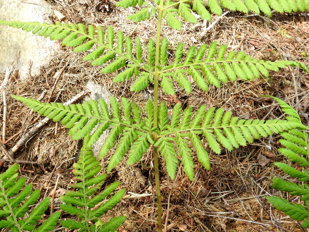 Dryopteris dilatata - etelänalvejuuren lehtilavan alimman parin sivulehdykät ovat tavallisesti noin 10-18 cm pitkät ja leveimmältä kohtaa noin 6-8 cm leveät. Niiden ensimmäinen, alapuolinen pikkulehdykkä on pituudeltaan noin kolmasosa koko sivulehdykän pituudesta. Lähilajilla isoalvejuurella, D. expansa, vastaava pikkulehdykkä on noin puolet koko sivulehdykän pituudesta. Aika usein etelänalvejuuren ensimmäinen, alapuolinen pikkulehdykkä on hieman lyhyempi kuin 1-2 seuraavaa alapuolista pikkulehdykkää. U, Kirkkonummi, Porkkala, Tullandintien varsi, Gloet-lammen ja kapean Långviken-merenlahden välinen kapea kannas, 27.7.2017. Kuva Copyright Hannu Kämäräinen.
