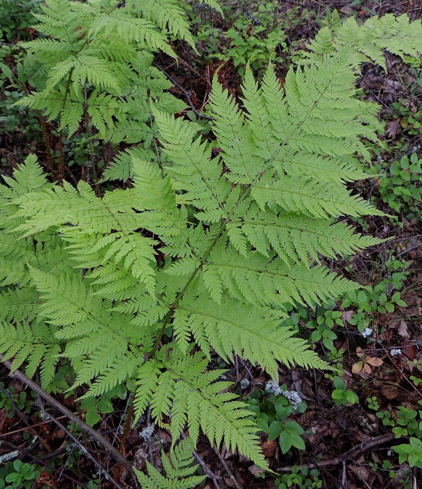 Dryopteris expansa - isoalvejuuren lehtilapa on ohut, talveksi lakastuva ja kolmiomaisen puikea tai leveähkönpuikea. Se on kolmeen kertaan parilehdykkäinen ja tavallisesti noin 25-60 cm pitkä sekä leveimmältä kohtaa noin 15-35 cm leveä. St, Pori, Reposaari, Junnilanjärven kaakkoispään rantametsikön laide, 14.7.2014. Copyright Hannu Kämäräinen.