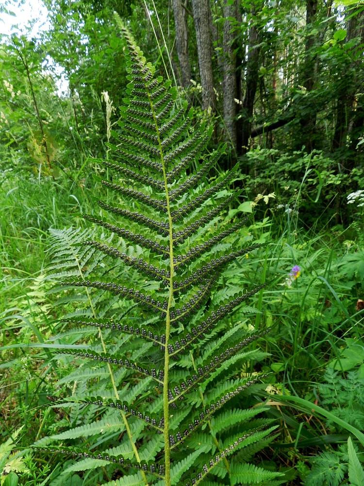 Dryopteris filix-mas - kivikkoalvejuuren lehtilapa on itiöpesäkkeiden kypsymisvaiheessa alapuolelta laajasti lyijynharmaa johtuen itiöpesäkeryhmien tunnusomaisista katesuomuista. PK, Kitee, Papinniemi, Saareke, Käärmekallion luoteispuolen lehtometsä, 11.7.2011. Copyright Hannu Kämäräinen.