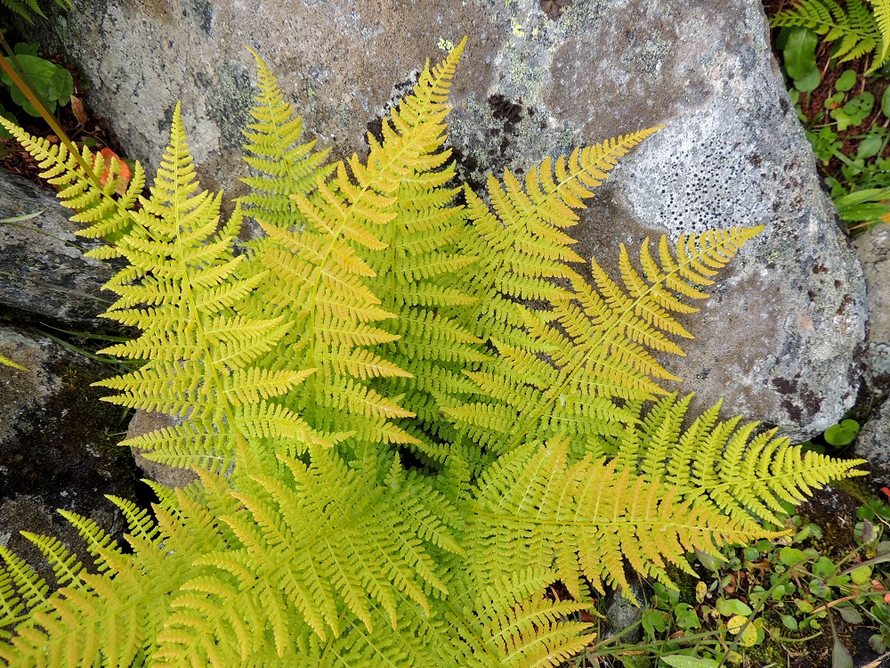Pseudathyrium alpestre - tunturihiirenportaan lehtilapa on leveänsuikea tai kapean vastapuikea ja pitkäsuippuisen teräväkärkinen sekä tavallisesti noin 25-50 cm pitkä ja leveimmältä kohtaa noin 8-20 cm leveä. Se on 2 kertaa parilehdykkäinen. Sivulehdyköiden pituus ja koko pienenevät tasaisesti sekä lehtilavan kärkeä että tyveä kohti. EnL, Enontekiö, Kilpisjärvi, Mallan luonnonpuisto, Kalottireitin varsi Iso-Mallan kaakkoisella alarinteellä, n. 150 m Mallajávriin laskevasta purosta itään, loiva paljakkarinne, 655 m mpy, 19.7.2013. Copyright Hannu Kämäräinen.