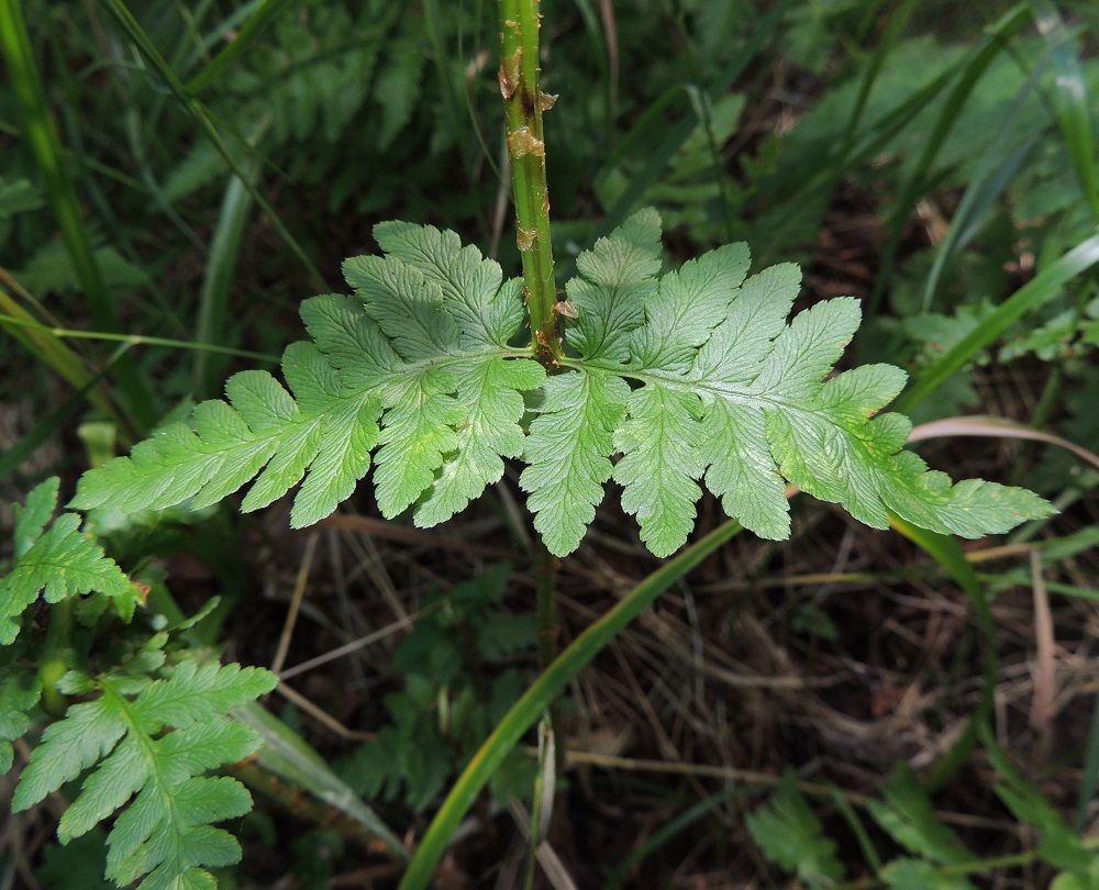 Dryopteris cristata - korpialvejuuren sivulehdyköiden pikkulehdykät ovat pitkulaiset, tylpähkökärkiset ja hammaslaitaiset sekä kaljut. Alimpien sivulehdyköiden sisimmät eli pisimmät pikkulehdykät ovat erilliset ja alaosastaan sivuliuskaiset. Ne ovat yleensä noin 12-25 mm pitkät ja leveimmältä kohtaa noin 7-10 mm leveät. EH, Hämeenlinna, Harviala, Katumajärven eteläpään kaakkoispuoli, Vanajanlinnantien varressa, Suonpään tilan eteläpuolella oleva kuusikkokorpi, 26.7.2013. Copyright Hannu Kämäräinen.
