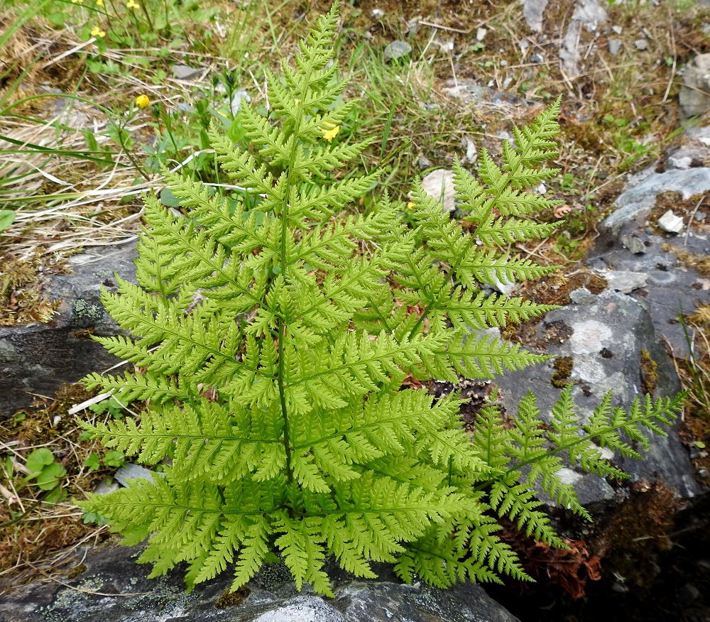 Dryopteris expansa - isoalvejuuren kasvualueeseen kuuluu koko Suomi. Lapissa se kasvaa myös tunturipaljakalla purojen ja tihkupintojen äärellä. Siellä se voi jäädä myös eteläisempiä osia matalakasvuisemmaksi lehtien ollessa vain noin 20-30 cm pitkiä. EnL, Enontekiö, Kilpisjärvi, Mallan luonnonpuisto, Iso-Mallan eteläinen alarinne Kitsijoen Kitsiputouksen juurella, 655 m mpy, 9.7.2018. Copyright Hannu Kämäräinen.