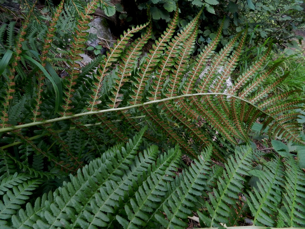Dryopteris filix-mas - kivikkoalvejuuren sivulehdykät ovat kapeanpuikeat tai tasasoukan suikeat, pitkäsuippuisen teräväkärkiset ja pariosaiset sekä kärkiosastaan parijakoiset. Lavan leveimmällä kohtaa ne ovat tavallisesti noin 4-12 cm pitkät ja leveimmältä kohtaa noin 1-2,5 cm leveät. EH, Hämeenlinna, Aulanko, Aulangonjärven länsiranta, ulkoilumajalta Aulangon-Heikkilän tielle johtavan polun varsi, lehtometsä, 4.9.2011. Copyright Hannu Kämäräinen.