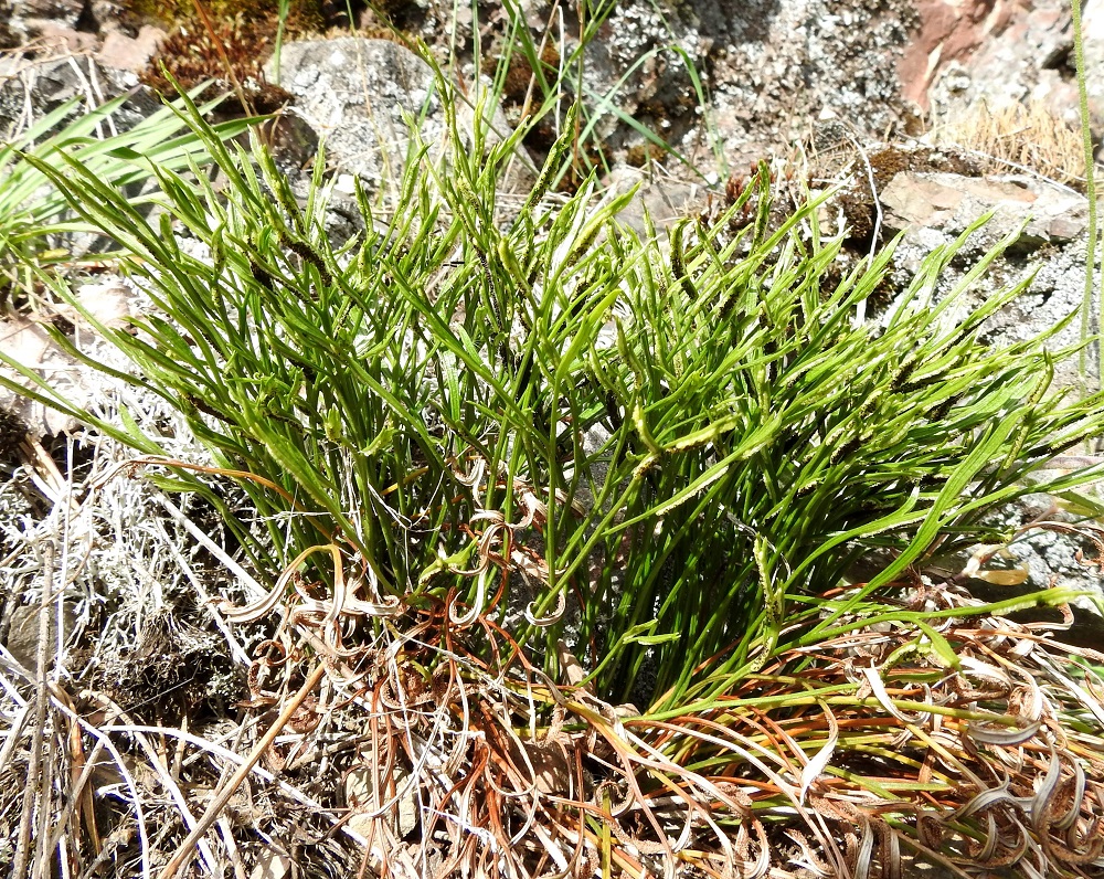 Asplenium septentrionale - liuskaraunioisen lehtiruoti on tummanruskeaa tyveltä lukuun ottamatta vihreä ja suomuton. Se on yleensä noin 3-10 cm pitkä ja on noin 2-3 kertaa lehtilavan pituinen. V, Lohja, Nummi-Pusula, Arimaa, Haukkamäki, luonnonsuojelualue, 27.7.2017. Copyright Hannu Kämäräinen.