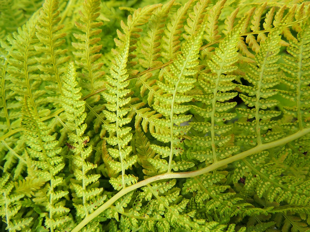 Pseudathyrium alpestre - tunturihiirenportaan sivulehdykät ovat lähes suikeat tai pitkältä matkaa melkein tasasoukat ja kärjestään pitkäsuippuisen teräväkärkiset. Lavan leveimmällä kohtaa ne ovat tavallisesti noin 4-10 cm pitkät ja tyviosastaan noin 1,5-2 cm leveät. Alapinnalla olevat itiöpesäkeryhmät ovat alkuvaiheessa kellanvihreät. EnL, Enontekiö, Kilpisjärvi, Mallan luonnonpuisto, Kalottireitin varsi Iso-Mallan kaakkoisella alarinteellä, n. 150 m Mallajávriin laskevasta purosta itään, loiva paljakkarinne, 655 m mpy, 19.7.2013. Copyright Hannu Kämäräinen.