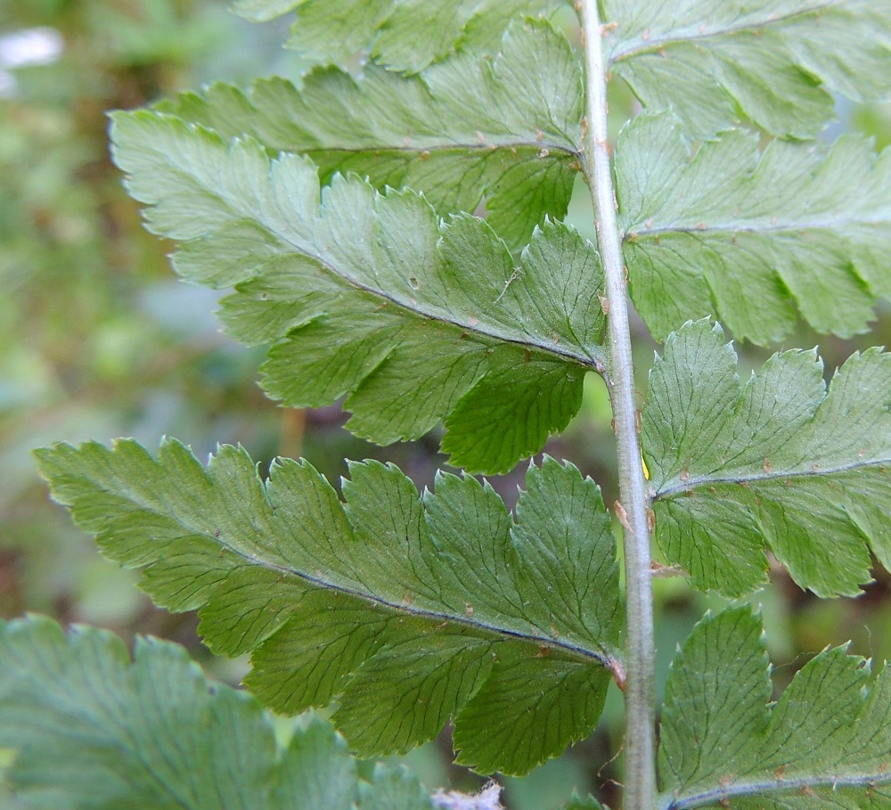 Dryopteris cristata - korpialvejuuren lehtilavan ja sivulehdyköiden keskiranka ovat vaaleanruskeasuomuiset. Muuten sivulehdykät ovat myös alapinnaltaan kaljut. Pikkulehdyköiden laitahampaat ovat enimmäkseen terävä- tai otakärkiset. EH, Hämeenlinna, Harviala, Katumajärven eteläpään kaakkoispuoli, Vanajanlinnantien varressa, Suonpään tilan eteläpuolella oleva kuusikkokorpi, 26.7.2013. Copyright Hannu Kämäräinen.