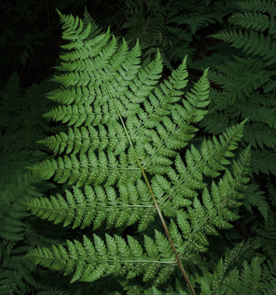 Dryopteris expansa - isoalvejuuren lehtilavan sivulehdykät ovat keskirangalla vastakkain tai vuoroittain. Ne ovat alimpia lukuun ottamatta pitkulaisen kapeanpuikeat ja pitkäsuippuisen teräväkärkiset. EH, Tampere, Kaukajärvi, Haihara, Hikivuoren pohjoispuolisen kallioseinämän tyvimetsikkö, luonnonsuojelualue, 21.6.2016. Copyright Hannu Kämäräinen.