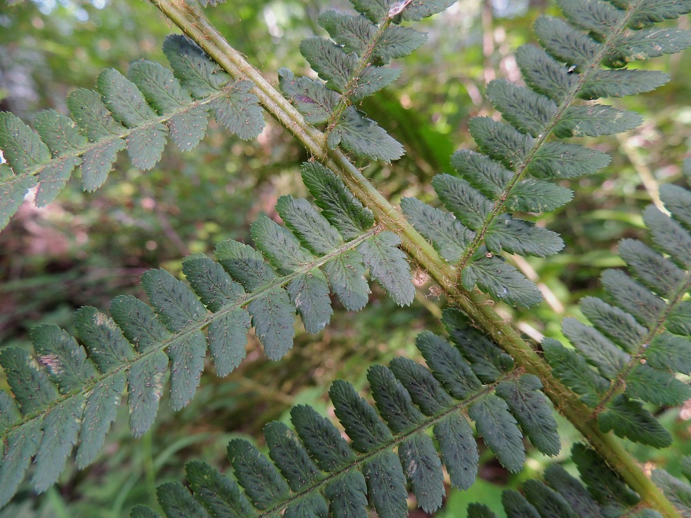Dryopteris filix-mas - kivikkoalvejuuren lehtilavan sivulehdyköiden pikkulehdykät ovat lähes tasasoukat, pyöreäkärkiset ja yleensä koko tyven leveydeltä yhteenkasvaneet keskiruotiin. Ne ovat saha- tai nyhälaitaiset ja sisimmät niistä tyveltään usein myös liuskaiset. Sivulehdykän leveimmällä kohtaa pikkulehdykät ovat yleensä noin 5-13 mm pitkät ja noin 2-5 mm leveät. EH, Hämeenlinna, Aulanko, Aulangonjärven länsiranta, ulkoilumajalta Aulangon-Heikkilän tielle johtavan polun varsi, lehtometsä, 28.7.2013. Copyright Hannu Kämäräinen.