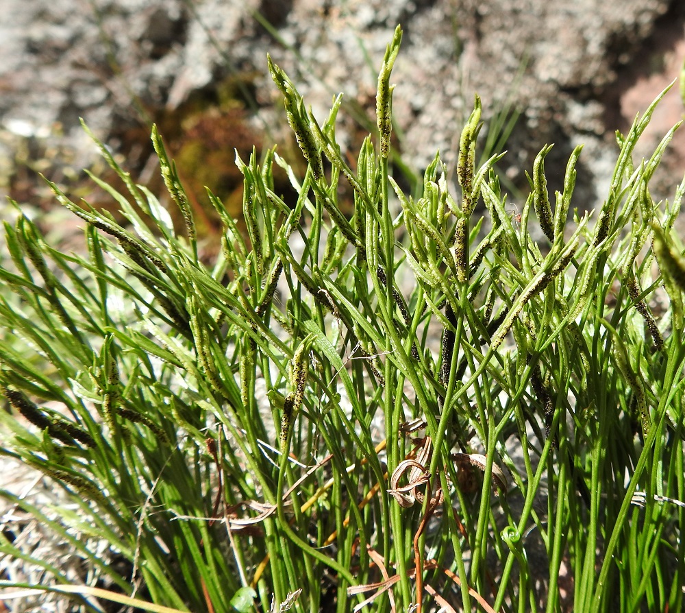Asplenium septentrionale - liuskaraunioisen itiöpesäkeryhmät täyttävät yleensä tiiviisti lehtiliuskojen alapinnan. V, Lohja, Nummi-Pusula, Arimaa, Haukkamäki, luonnonsuojelualue, 27.7.2017. Copyright Hannu Kämäräinen.