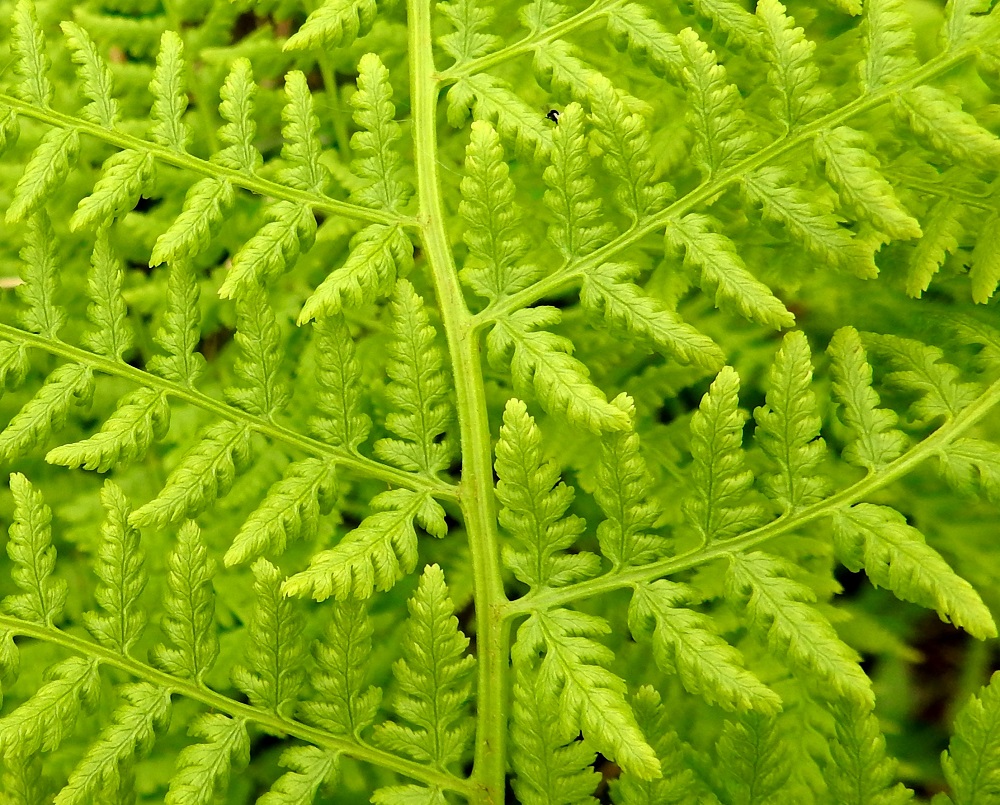 Pseudathyrium alpestre - tunturihiirenportaan sivulehdyköiden pikkulehdykät ovat lehdykän tyviosassa vastakkain ja hyvin lyhyesti ruodilliset, muuten ruodittomat. Ne ovat tylppätyviset ja parijakoisesti liuskaiset tai sahahampaiset sekä molemmin puolin kaljut. Tyvipuolen pikkulehdykät ovat yleensä noin 7-10 mm pitkät ja noin 3-5 mm leveät. EnL, Enontekiö, Kilpisjärvi, Mallan luonnonpuisto, Kalottireitin varsi Iso-Mallan eteläisellä alarinteellä, n. 130 m Kitsijoen uomasta länteen, 650 m mpy, 9.7.2018. Copyright Hannu Kämäräinen.