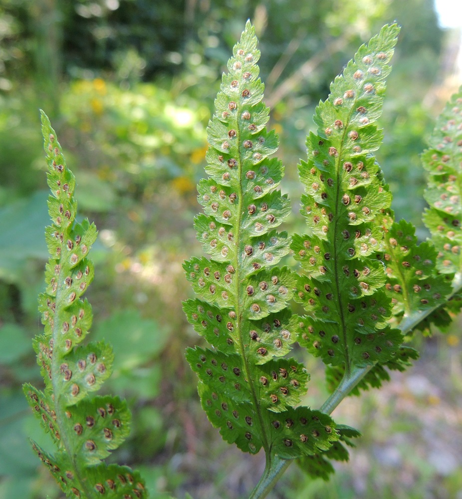 Dryopteris cristata - korpialvejuuren itiöpesäkeryhmät sijaitsevat pikkulehdyköiden alapinnalla, rivissä keskisuonen kahta puolen. EH, Hämeenlinna, Harviala, Katumajärven eteläpään kaakkoispuoli, Vanajanlinnantien varressa, Suonpään tilan eteläpuolella oleva kuusikkokorpi, 26.7.2013. Copyright Hannu Kämäräinen.