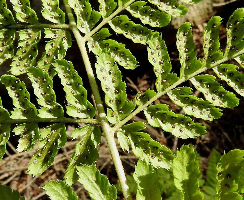 Dryopteris dilatata - etelänalvejuuren uloimmat lehdykät eli pikkulehdyköiden sivulehdykät ovat laidoiltaan sekä kärjestään otapäisen terävähampaiset. Lehden keskiranka ja sivulehdyköiden keskiranka ovat pienisuomuiset ja lyhyen nystykarvaiset. Samanlaisia nystykarvoja on vaihtelevasti myös lehdyköiden pinnoilla. U, Kirkkonummi, Porkkala, Tullandintien varsi, Gloet-lammen ja kapean Långviken-merenlahden välinen kapea kannas, 27.7.2017. Kuva Copyright Hannu Kämäräinen.