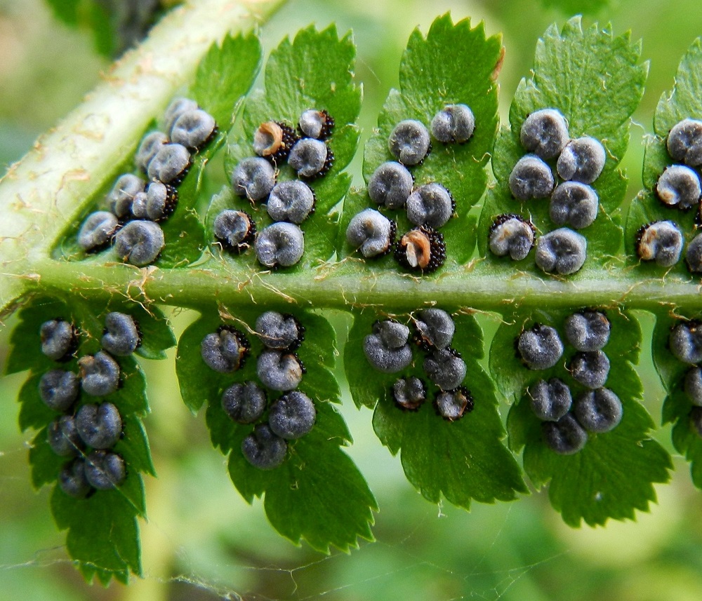 Dryopteris filix-mas - kivikkoalvejuuren itiöpesäkeryhmät ovat kahtena tiiviinä rivinä pikkulehdykän keskisuonen kahta puolen. Itiöpesäkeryhmä on pyöreä ja läpimitaltaan enimmillään noin 1,5 mm. Sitä suojaava katesuomu on itiöpesäkkeiden kypsyessä lyijynharmaa ja pyöreähkön munuaismainen. Lehden ja sivulehdyköiden keskiranka ovat tiheähkösti hyvin kapean vaaleanruskeasuomuiset. Karvamaisen kapeita suomuja on yleensä myös pikkulehdyköiden alapinnalla. PK, Kitee, Papinniemi, Saareke, Käärmekallion luoteispuolen lehtometsä, 11.7.2011. Copyright Hannu Kämäräinen.