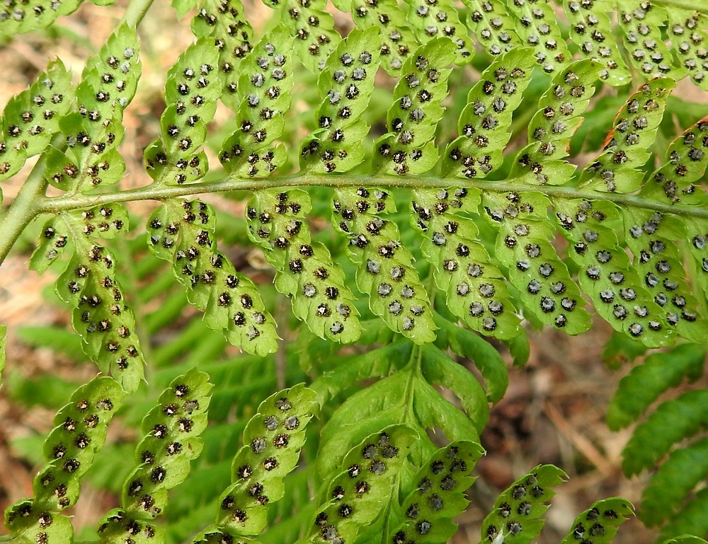 Dryopteris dilatata - etelänalvejuuren itiöpesäkeryhmät ovat pyöreitä ja läpimitaltaan enimmillään noin 1 mm. Niitä suojaavat katesuomut ovat harmaat ja pyöreähkön munuaismaiset. Itiöpesäkkeiden kypsyessä ruskeiksi suomujen laidat irtoavat ja ne jäävät pitkäksi aikaa kuihtuviksi jäänteiksi ryhmien keskelle. U, Kirkkonummi, Porkkala, Tullandintien varsi, Gloet-lammen ja kapean Långviken-merenlahden välinen kapea kannas, 27.7.2017. Kuva Copyright Hannu Kämäräinen.