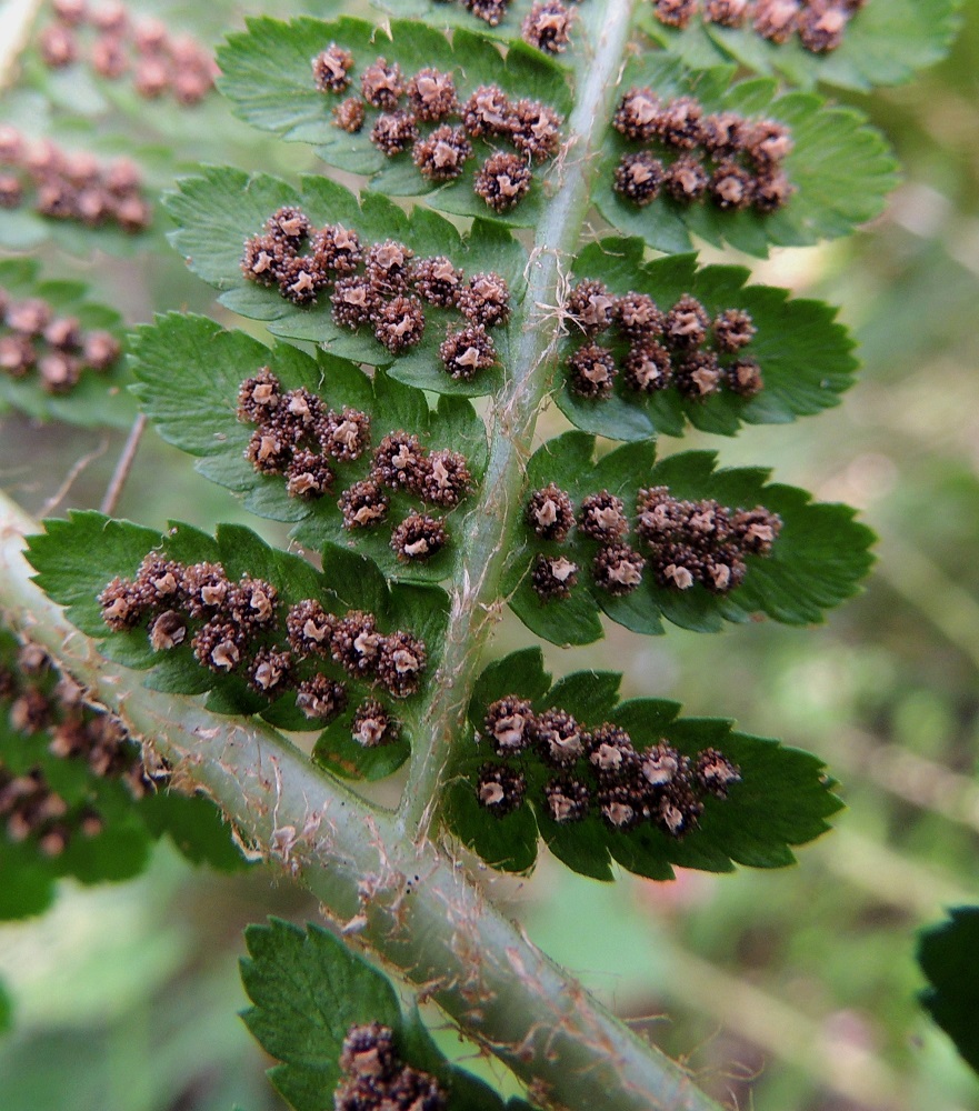 Dryopteris filix-mas - kivikkoalvejuuren itiöpesäkkeiden kypsyessä ruskeiksi katesuomujen laidat irtoavat ja ne jäävät pitkäksi aikaa kuihtuviksi, ruskeahkoiksi jäänteiksi itiöpesäkeryhmien keskelle. EH, Hämeenlinna, Aulanko, Aulangonjärven länsiranta, ulkoilumajalta Aulangon-Heikkilän tielle johtavan polun varsi, lehtometsä, 28.7.2013. Copyright Hannu Kämäräinen.