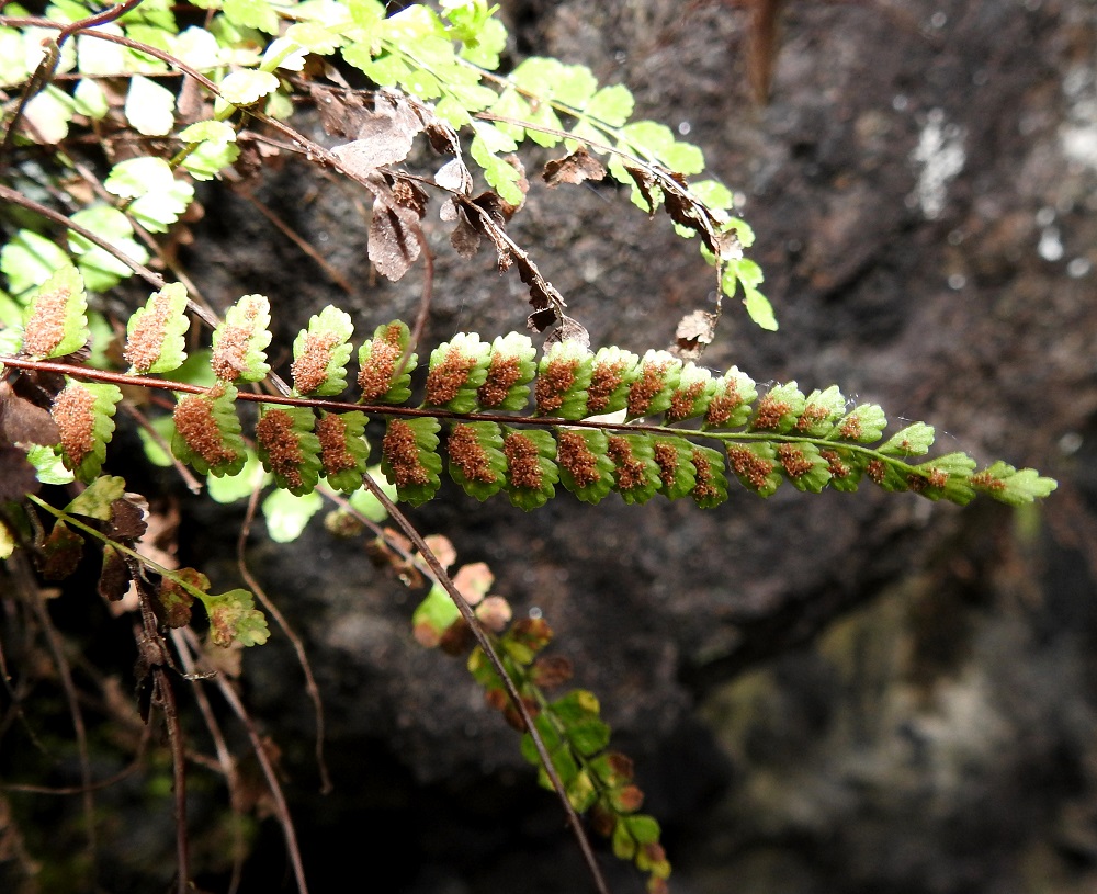 Asplenium adulterinum - serpentiiniraunioisen kypsät itiöpesäkeryhmät muuttuvat ruskeiksi, laajenevat ja usein yhtyvät sekä peittävät ison osan lehdykän alapinnasta. 12.6.2021. Copyright Hannu Kämäräinen.