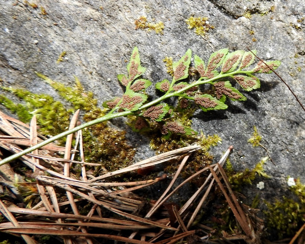 Asplenium ruta-muraria - seinäraunioisen itiöpesäkeryhmät lopulta laajenevat ja yhtyvät sekä peittävät ison osan lehdykän alapinnasta. Hyväkuntoisesta ja itiöpesäkeryhmänsä säilyttäneestä lehdestä ei uskoisi, että se on yhden talven takainen. V, Salo, Perniö, Lupaja, Alhonmäki, luonnonsuojelualue, vanha kalkkikivenlouhintakuoppa, 12.6.2021. Copyright Hannu Kämäräinen.