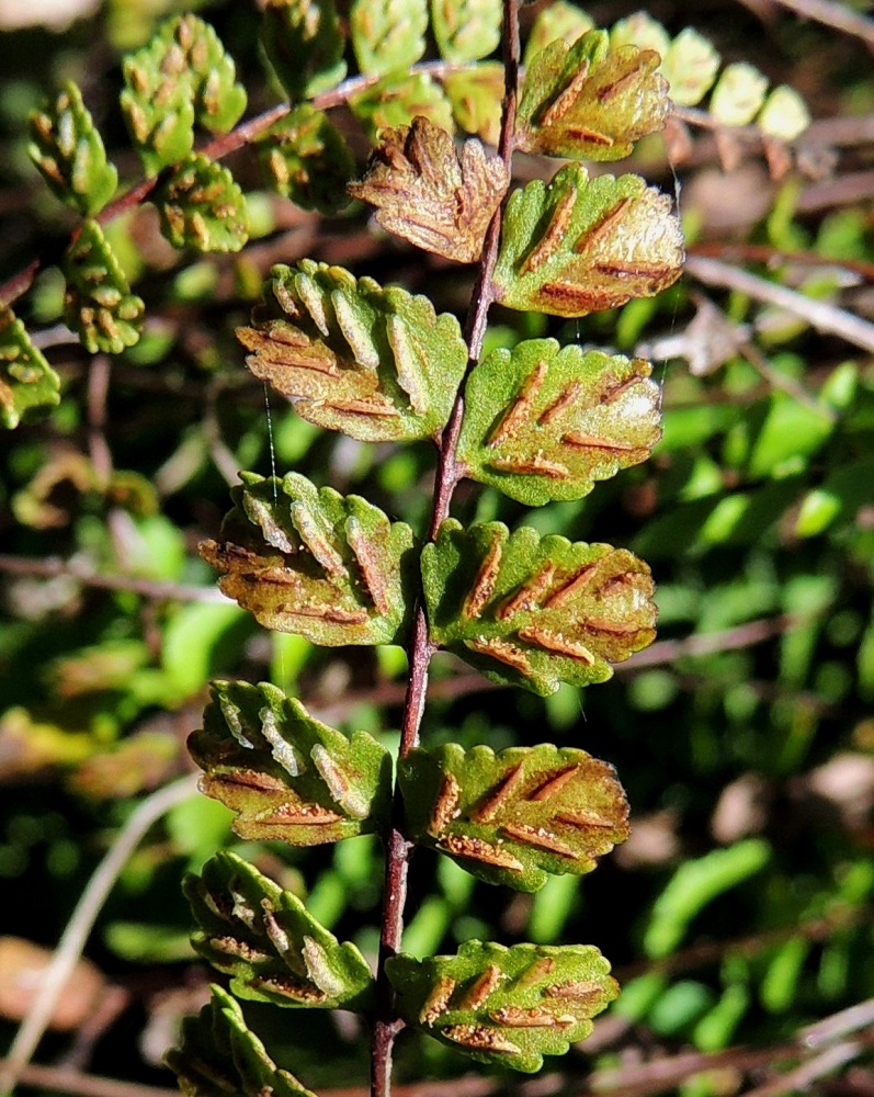 Asplenium trichomanes subsp. quadrivalens - tummaraunioisen subsp. kalkkitummaraunioisen itiöpesäkeryhmiä on yleisimmin 4-8 lehdykän alapinnan lehtisuonten sivuilla. Itiöpesäkeryhmä on ennen itiöintiä tasasoukka, alle 0,5 mm leveä ja enintään noin 2 mm pitkä. Sitä peittää koko pesäkeryhmän mittainen, vaalea, kalvomainen katesuomu, joka on kiinnittynyt lehdykän laidan puoleiselta reunaltaan. Katesuomu avautuu ja kääntyy kypsymisvaiheessa itiöpesäkeryhmän sivulle. V, Salo, Särkisalo, Förby, merenrantaan päättyvän maantien pohjoispuolelta nouseva kalkkikallioalue, luonnonsuojelualue, 11.7.2014. Copyright Hannu Kämäräinen.
