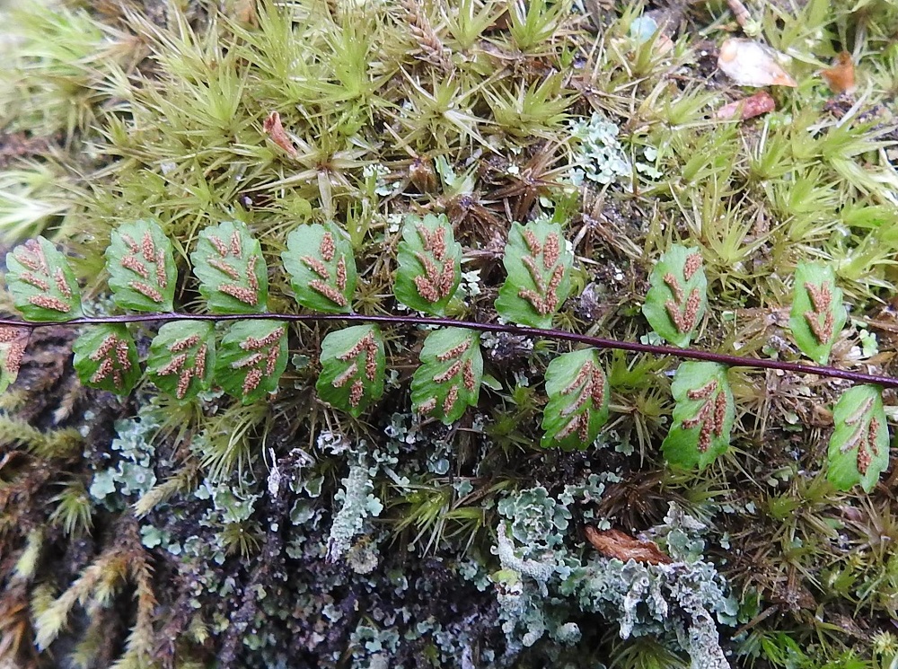 Asplenium trichomanes subsp. trichomanes - tummaraunioisen subsp. kalliotummaraunioisen kypsät itiöpesäkeryhmät muuttuvat ruskeiksi ja laajenevat, mutta eivät yleensä yhdy toisiinsa, vaan pysyvät erillisinä. Edellisvuotinen, talvehtinut lehti on vielä kesäkuun puolivälin tienoilla erittäin hyväkuntoinen. Jopa itiöpesäkeryhmien sivulle kääntyneet katesuomut ovat säilyneet talven kourissa paikoillaan. V, Salo, Suomusjärvi, Salittu, Ahvenlammentien varrella olevat kallioseinämät, luonnonsuojelualue, 12.6.2021. Copyright Hannu Kämäräinen.